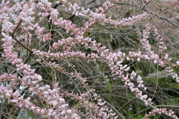 Primavera Planta Ornamental Tamarix Cresce Natureza — Fotografia de Stock