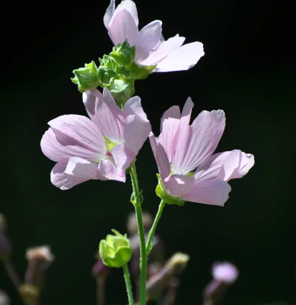 Malva Thuringiaca Blooms Wild Summer —  Fotos de Stock