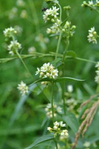 Tavasszal Vincetoxicum Hirundinaria Virágzik Vadonban Erdőben — Stock Fotó