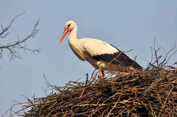 Hvid Stork Reden Baggrund Himlen - Stock-foto