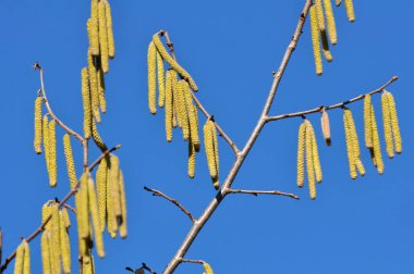 Bahar mevsiminde yaygın ela (Corylus avellana) ön kısımlarda çiçek açar