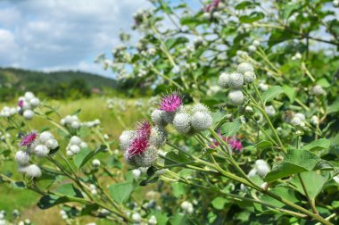 Burdock (Arctium) yazın doğada yetişir