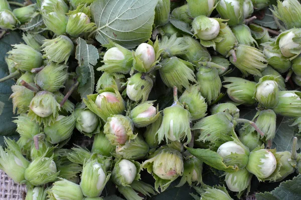 stock image  In a heap - a freshly harvested crop of nuts hazel