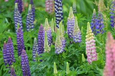 Baharda bahçede luplar açar.