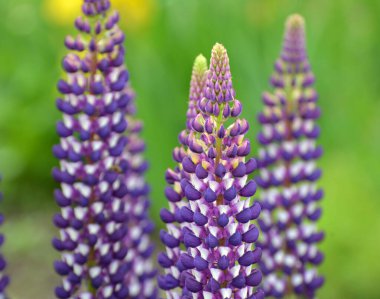 Baharda bahçede luplar açar.