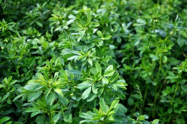 Bahar tarlasında genç yoncalar büyür.