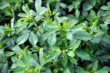 Bahar tarlasında genç yoncalar büyür.