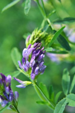 Alan, değerli bir hayvan yemi olan yonca çiçekleri açıyor.
