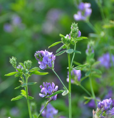 Alan, değerli bir hayvan yemi olan yonca çiçekleri açıyor.