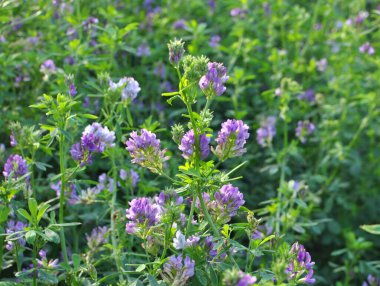 Alan, değerli bir hayvan yemi olan yonca çiçekleri açıyor.