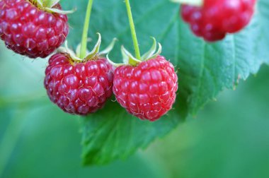 Çalı dalında ahududu ve yeşil yapraklar.