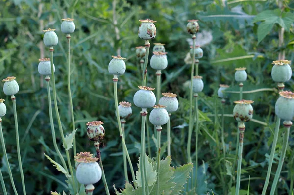 Poppy Com Cabeças Verdes Cresce Jardim — Fotografia de Stock