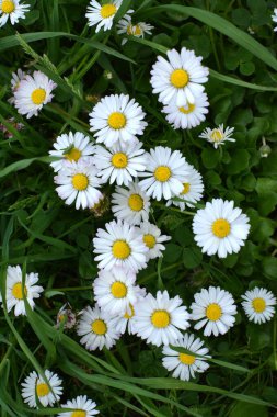 Marguerite (Bellis perennis) otlar arasında doğada çiçek açar 