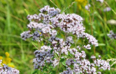Yazın vahşi doğada çiçek açan keklik otu (Origanum vulgare))