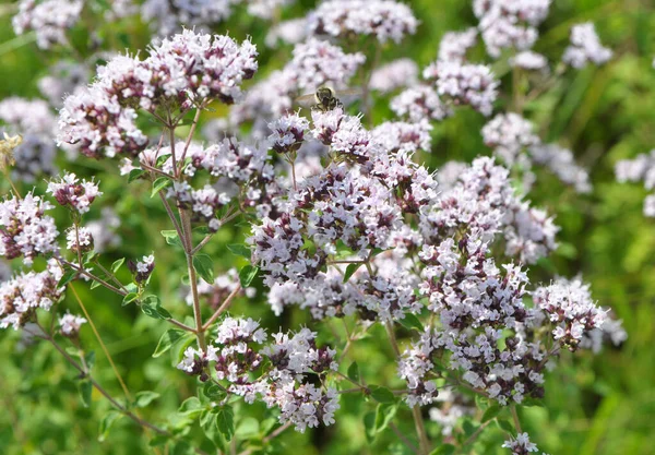 stock image In the wild in the summer flowering oregano (Origanum vulgare)