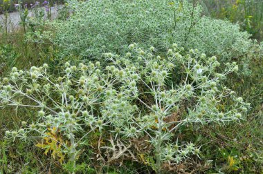 Vahşi doğada bir devedikeni yetişir Eryngium kampı