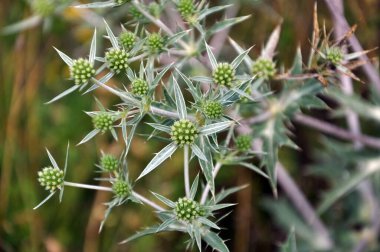 Vahşi doğada bir devedikeni yetişir Eryngium kampı