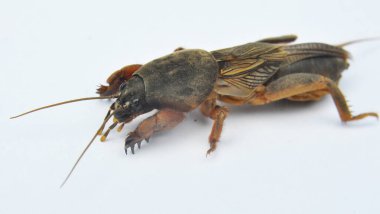An insect pest gryllotalpa gryllotalpa, which damages a lot of plants in the soil