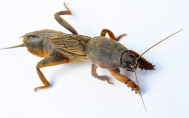 An insect pest gryllotalpa gryllotalpa, which damages a lot of plants in the soil