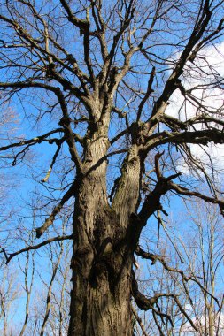 Ormanda, tacı olan yaşlı bir ıhlamur ağacı