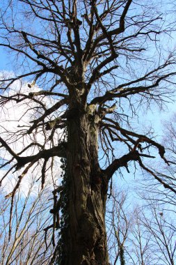 Ormanda, tacı olan yaşlı bir ıhlamur ağacı