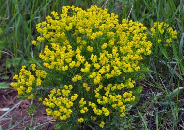Yabani otların baharında, Euphorbia cyparissias çiçekleri açar.