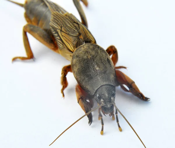 Insect Pest Gryllotalpa Gryllotalpa Which Damages Lot Plants Soil — Stockfoto