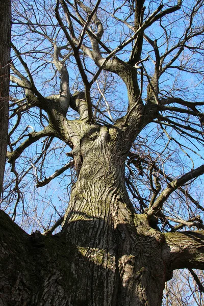 Dans Forêt Vieil Tilleul Avec Une Couronne — Photo