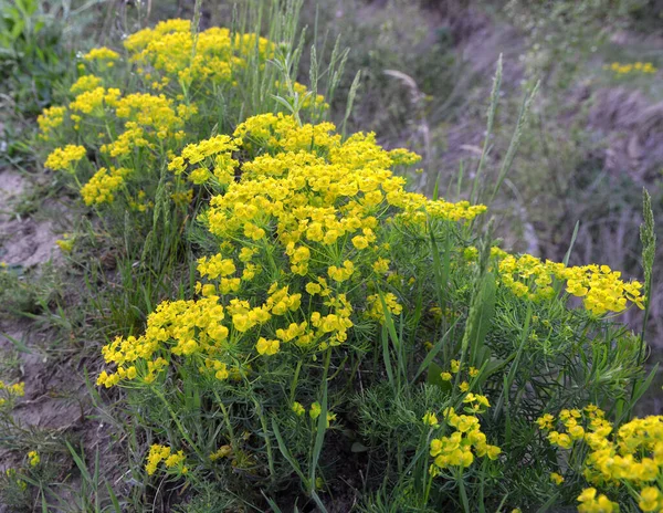 Spring Wild Herbs Euphorbia Cyparissias Blooms — Stock Photo, Image