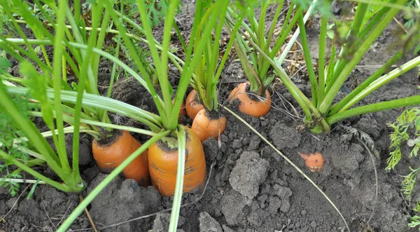 Carrots Growing Garden Open Organic Soil — Photo