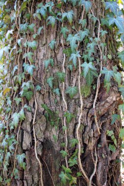 Ivy (Hedera helix), ormandaki bir ağaç boyunca uzanan yaban yeşili bir tırmanma bitkisidir..