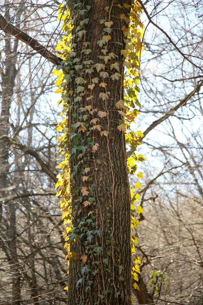 Ivy Hedera Helix Ormandaki Bir Ağaç Boyunca Uzanan Yaban Yeşili — Stok fotoğraf