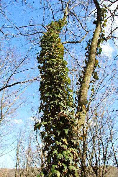 Ivy Hedera Helix Ormandaki Bir Ağaç Boyunca Uzanan Yaban Yeşili — Stok fotoğraf