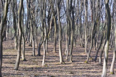 Hornbeam ağaçları ormanda yetişir. 
