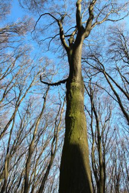 Hornbeam ağaçları ormanda yetişir. 