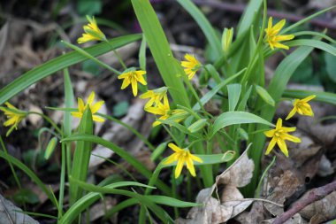 Erken bahar bitkisi Gagea Lutea ormanda açar.