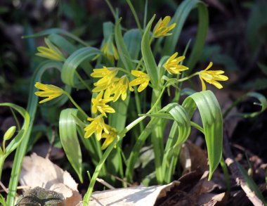 Erken bahar bitkisi Gagea Lutea ormanda açar.