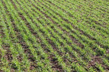 Bahar tarlasında güzel buğday ekimleri