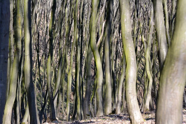 Hornbeam Ağaçları Ormanda Yetişir — Stok fotoğraf