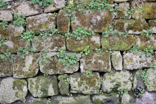 Background Old Stone Wall Vegetation — Stock Photo, Image