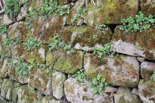 Eski Taş Duvar Bitki Örtüsü Olan Bir Arka Plan — Stok fotoğraf