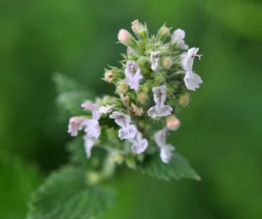 Melissa (Melissa officinalis) bir çalılığın dalında çiçek açar