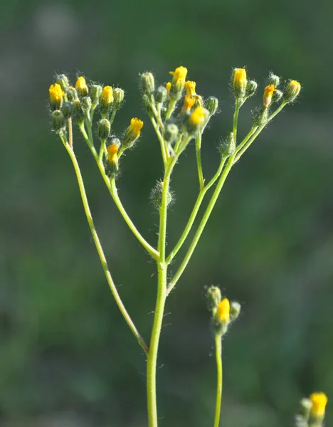 野生では黄色いヒエラシウムの花を咲かせます — ストック写真