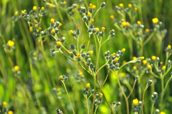 Yellow Hieracium Flowers Bloom Wild — 스톡 사진