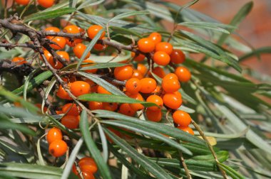 Olgun portakal böğürtlenli deniz dikenli (hippophae rhamnoides) dal