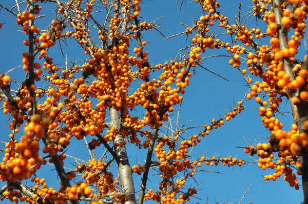 Гілка Обліпихи Стиглими Апельсиновими Ягодами — стокове фото