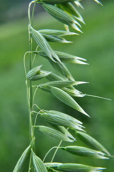 Field Green Spikelets Oats Close — Stock Photo, Image