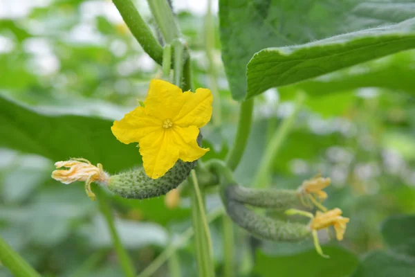 Stock image Cucumbers with fruits and leaves grow in greenhouses