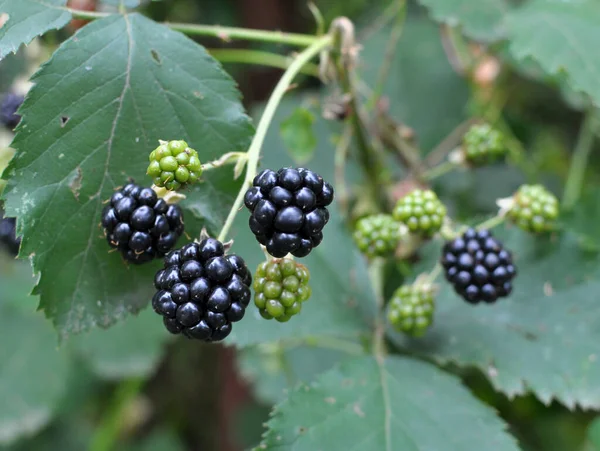 Branch Bush Ripen Blackberries Rubus Fruticosus — Stock Photo, Image