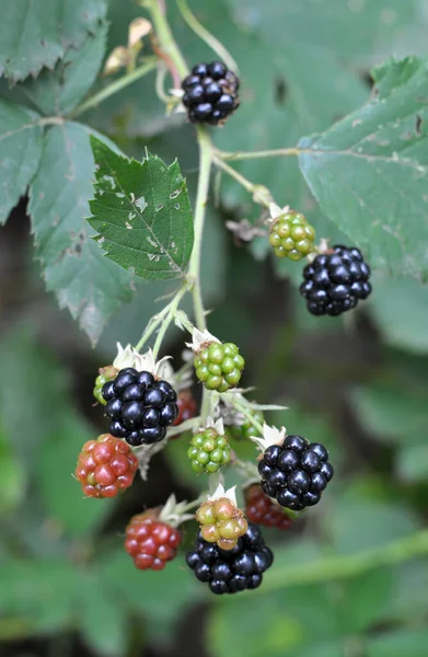 Branch Bush Ripen Blackberries Rubus Fruticosus — Stock Photo, Image